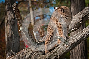 Bobcat Lynx rufus Turns Left Atop Branch