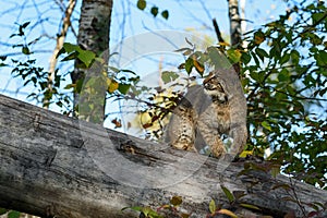 Bobcat (Lynx rufus) Turns Left Atop Log Looking Up Autumn