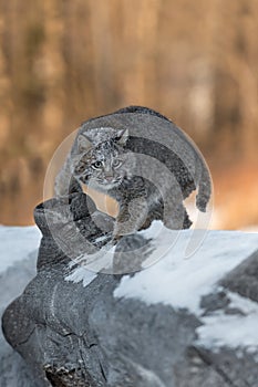 Bobcat Lynx rufus Turns on Log