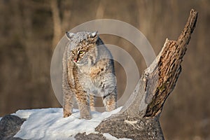 Bobcat Lynx rufus Turns on Log Ears Back