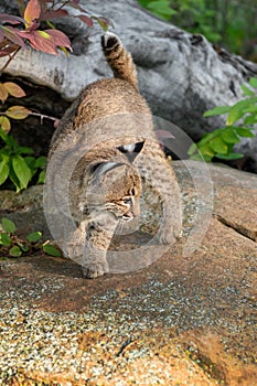 Bobcat (Lynx rufus) Turns to Right Atop Rock Autumn