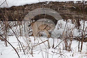 Bobcat (Lynx rufus) Walks Along Underneath Log Winter