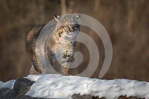Bobcat Lynx rufus Walks Forward On Log