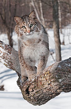 Bobcat (Lynx rufus) Walks Forward on Tree Branch