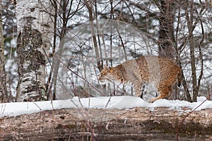 Bobcat Lynx rufus Walks Left Along Top of Log Winter