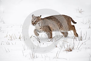 Bobcat Lynx rufus Walks Left Through Snow Winter