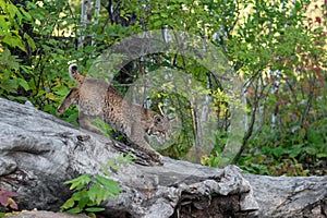 Bobcat (Lynx rufus) Walks Right Across Top of Log Autumn