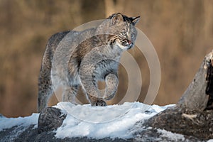 Bobcat Lynx rufus Walks Right Along Log