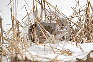 Bobcat Lynx rufus in Weeds Turns to Look Back Winter