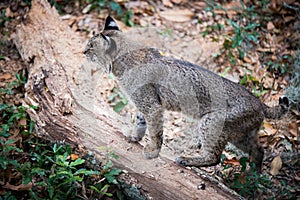 Bobcat near Savannah, Georgia