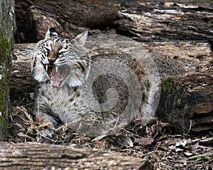 Bobcat Photos. Image. Portrait. Picture. Bobcat animal close-up profile view with open mouth displaying teeth, tongue