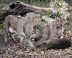 Bobcat photos. Picture. Image. Portrait. Bobcats under a tree branch. Interacting. Love couple photo