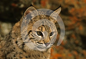 Bobcat Portrait