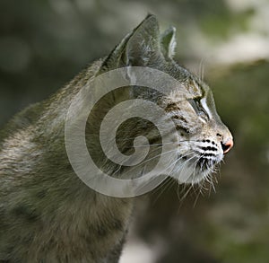 Bobcat Portrait