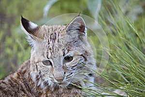 Bobcat lynx cat portrait wildlife