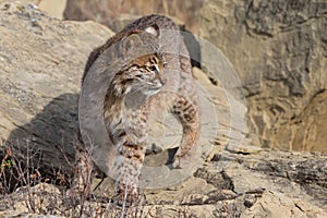 Bobcat portrait