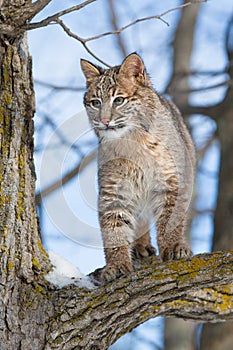 Bobcat portrait