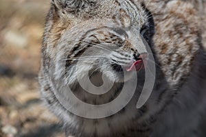 Bobcat profile closeup cute with tongue licking nose