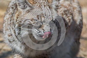 Bobcat profile closeup cute with tongue licking nose