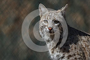 Bobcat profile in early spring