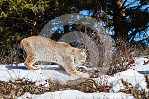 Bobcat on prowl