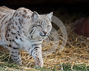 Bobcat prowling