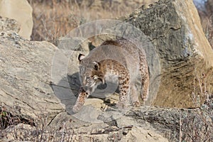 Bobcat prowling