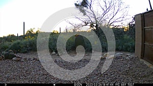 Bobcat prowling at sunset - game camera HD video