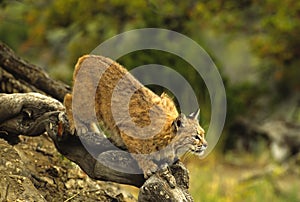 Bobcat Ready to Pounce