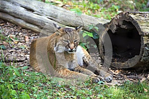 Bobcat relaxing