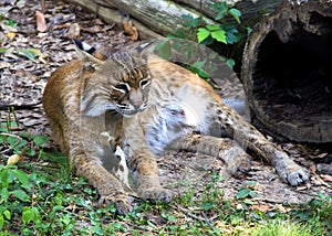 Bobcat resting in grass