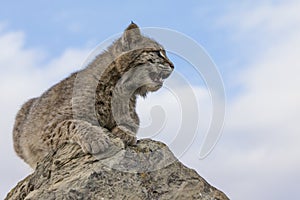 Bobcat resting on top of rock photo