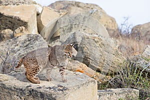 Bobcat on a rock