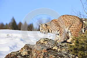 Bobcat on rocky ledge