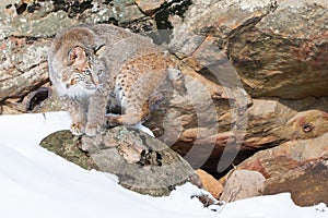 Bobcat on rocky ledge