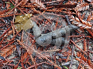 Bobcat Scat In Redwoods