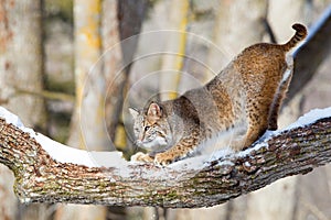 Bobcat sharpening his claws on tree