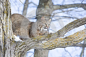 Bobcat sharpening his claws on tree branch