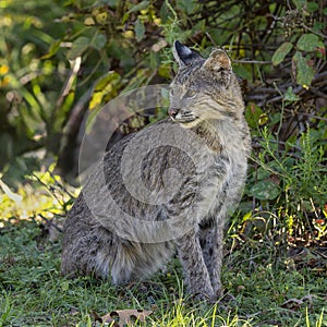 Bobcat sitting on the ground near the shoreline of White Rock Lake in Dallas, Texas.