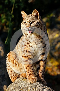 Bobcat sitting on a rock