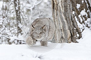 Bobcat In The Snow