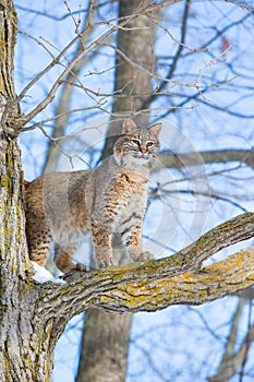 Bobcat standing at attention