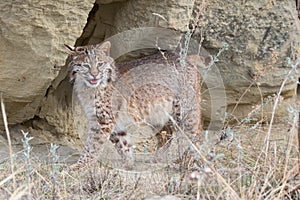 Bobcat standing broadside photo