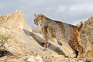 Bobcat standing broadside photo