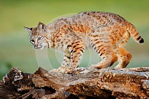 Bobcat standing on a log