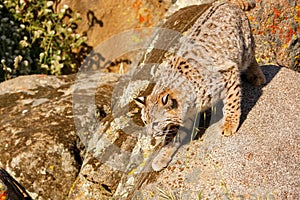 Bobcat standing on a rock