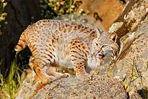 Bobcat standing on a rock