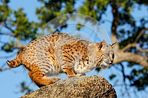 Bobcat standing on a rock