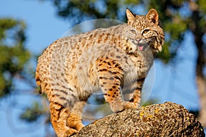 Bobcat standing on a rock