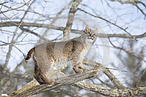 Bobcat standing on tree branch photo